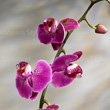 "Orchid - Phalaenopsis" stock image No.001896